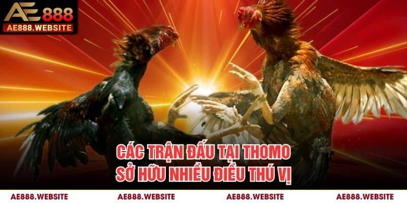 Các trận đấu tại Thomo sở hữu nhiều điều thú vị