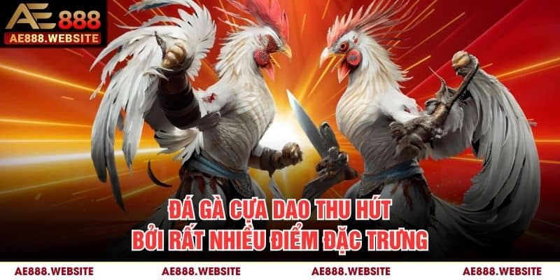 Đá gà cựa dao thu hút bởi rất nhiều điểm đặc trưng