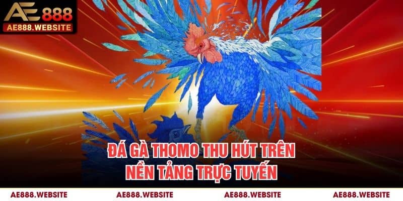 Đá gà Thomo thu hút trên nền tảng trực tuyến