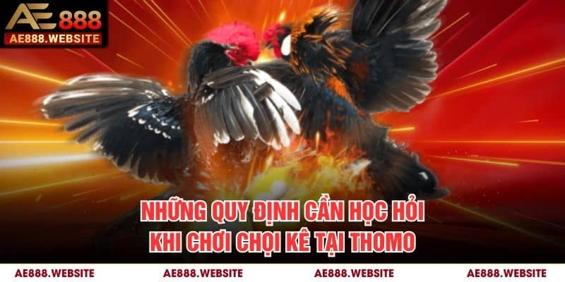 Những quy định cần học hỏi khi chơi chọi kê tại Thomo